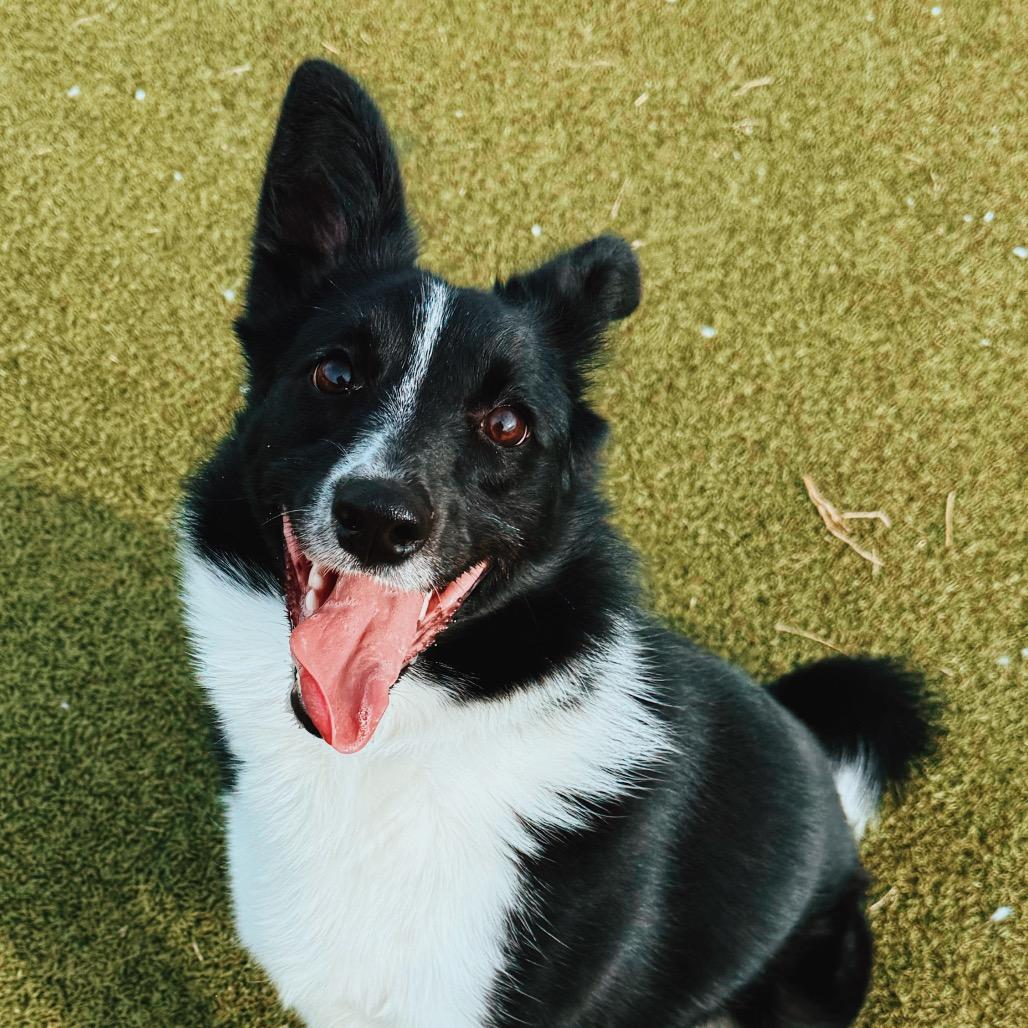 Enlarge Shadow, an adopted mixed breed in Hays, KS image 3/6