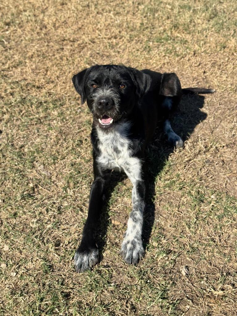 Enzo, Adoptable, Young Male German Wirehaired Pointer.