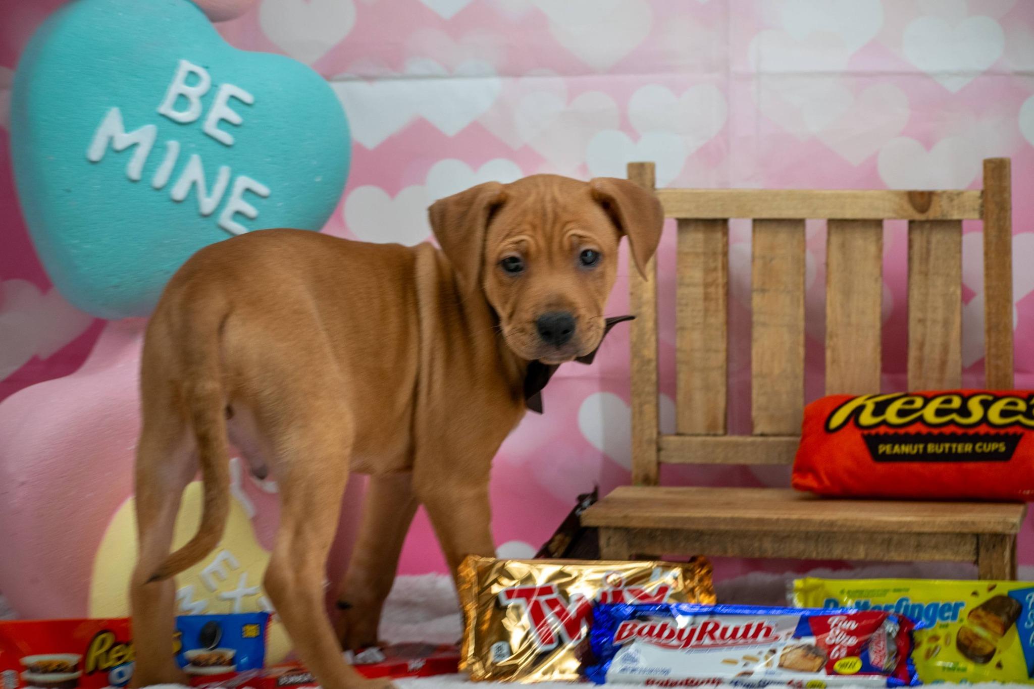 Snickers, a ADOPTABLE mixed breed in Sevierville, TN image 4/4