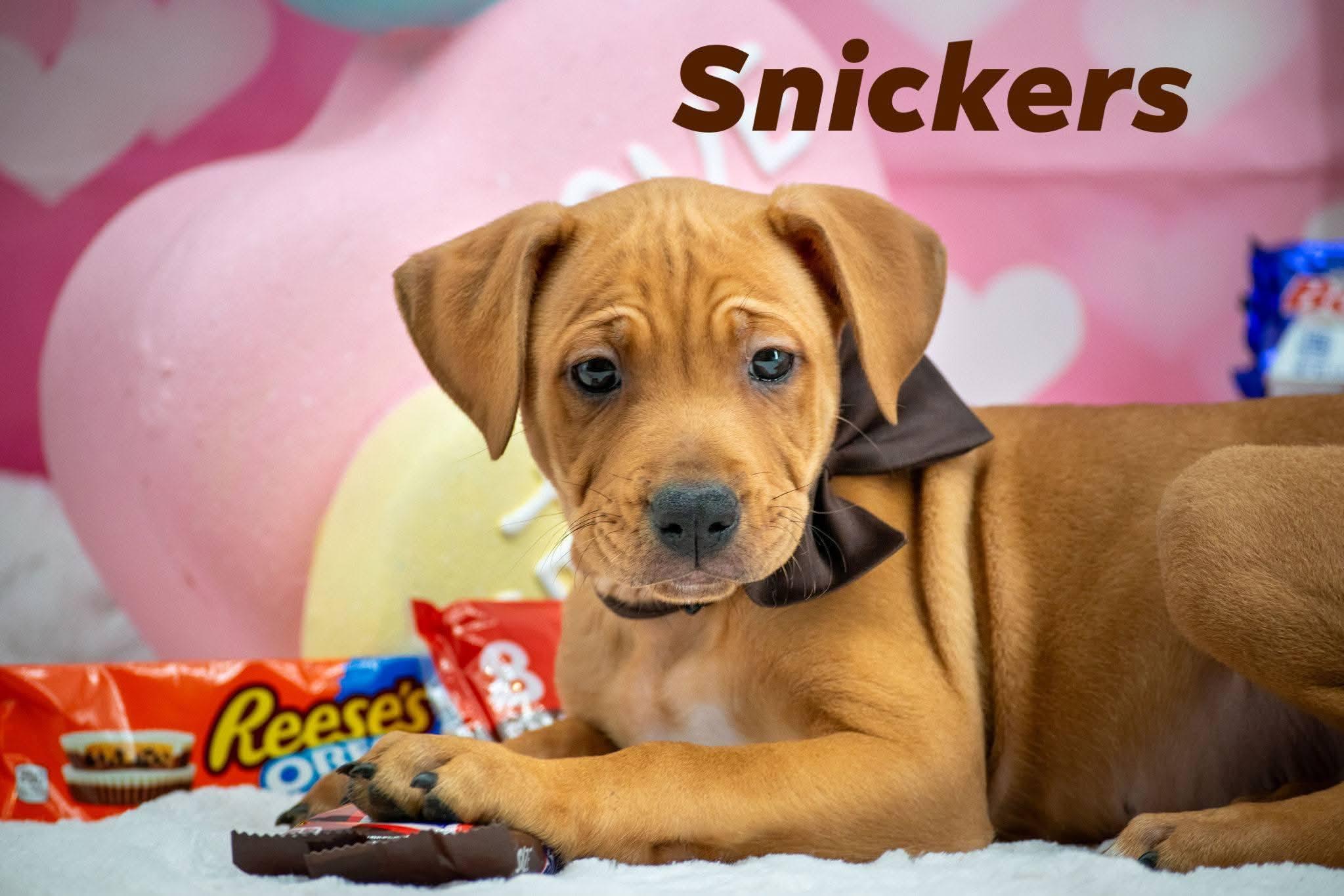 Snickers, ADOPTABLE, Puppy Male Hound & Black Mouth Cur.