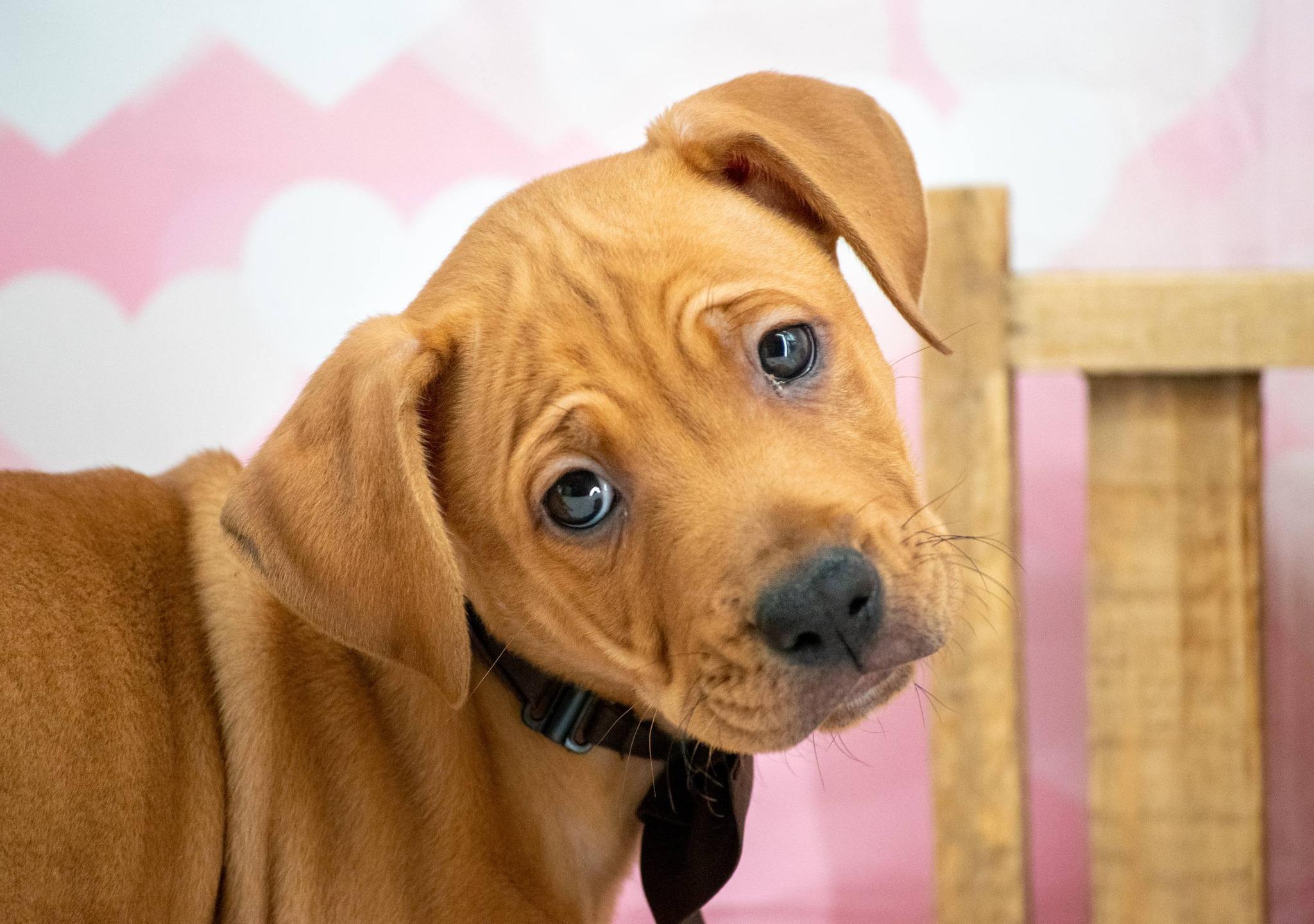 Snickers, a ADOPTABLE mixed breed in Sevierville, TN image 3/4