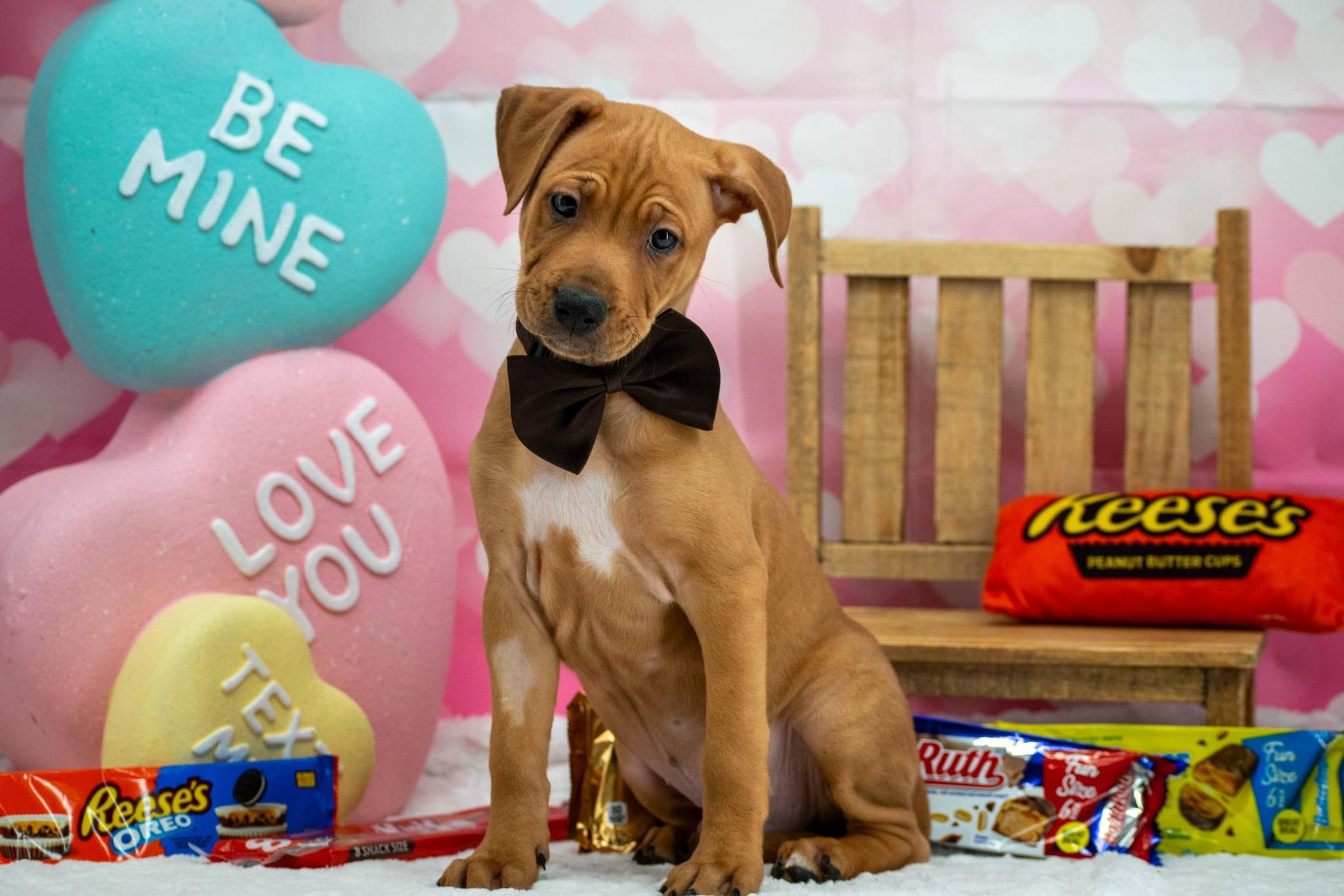 Snickers, a ADOPTABLE mixed breed in Sevierville, TN image 2/4