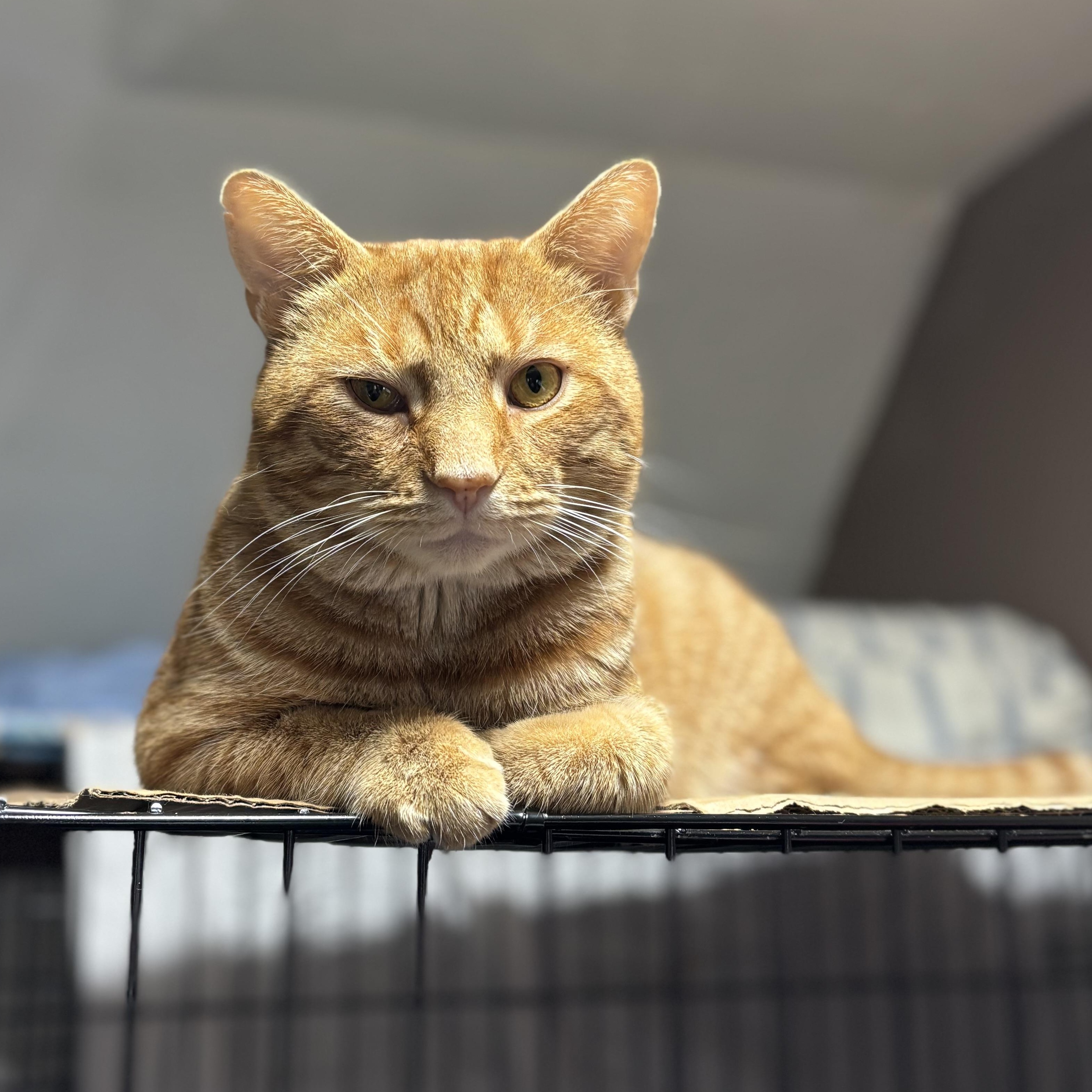 Oliver, Adoptable, Adult Male Domestic Short Hair.