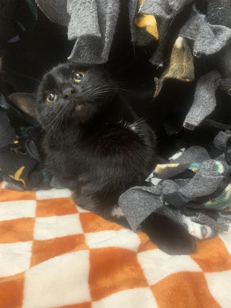 Cork, Adoptable, Adult Female Domestic Short Hair.