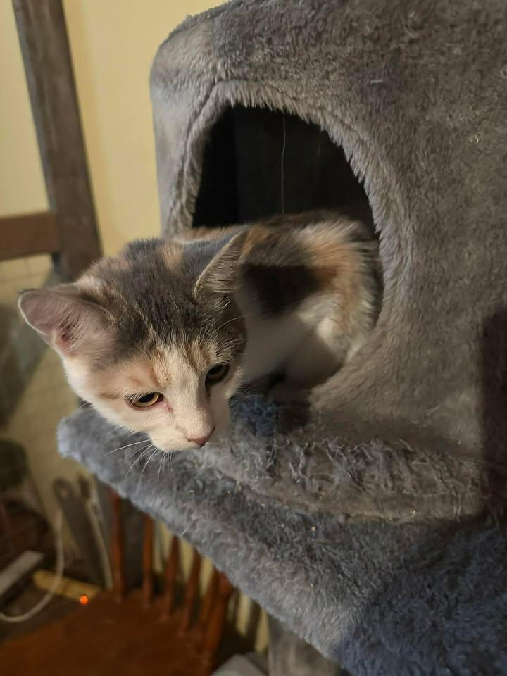 Enlarge Lulu, an adopted Calico in Winnipeg, MB image 2/2