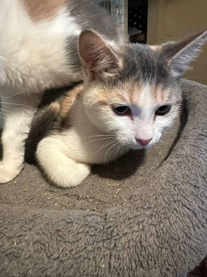 Enlarge Lulu, an adopted Calico in Winnipeg, MB image 1/2