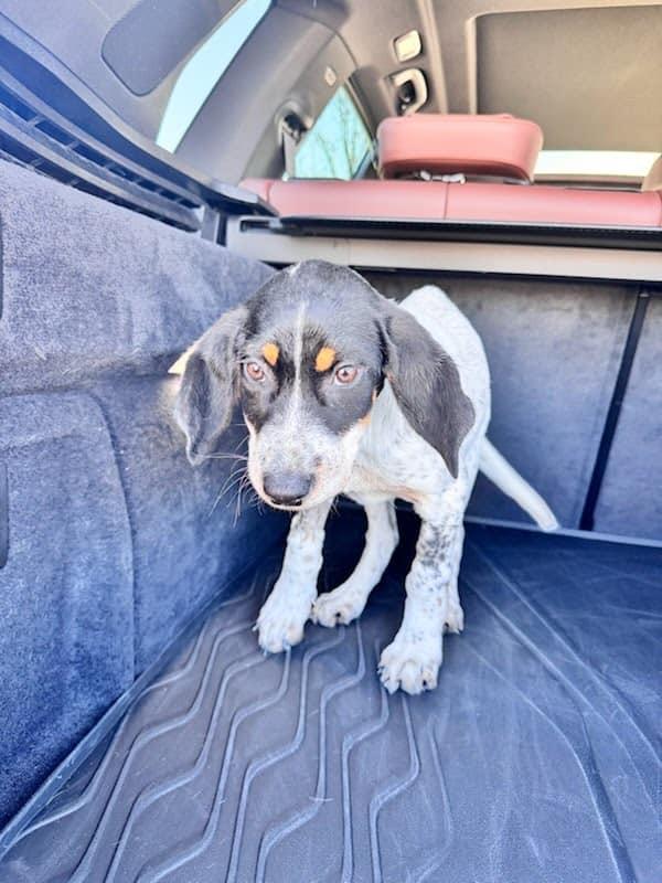 Bunny XO, Adopted, Young Female Bluetick Coonhound.
