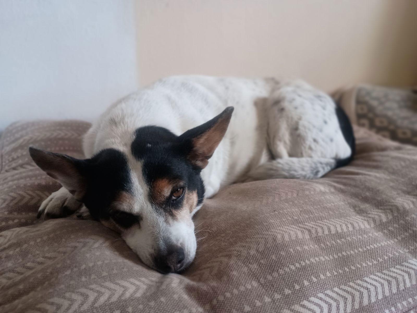 Maddie, Adopted, Senior Female Jack Russell Terrier.