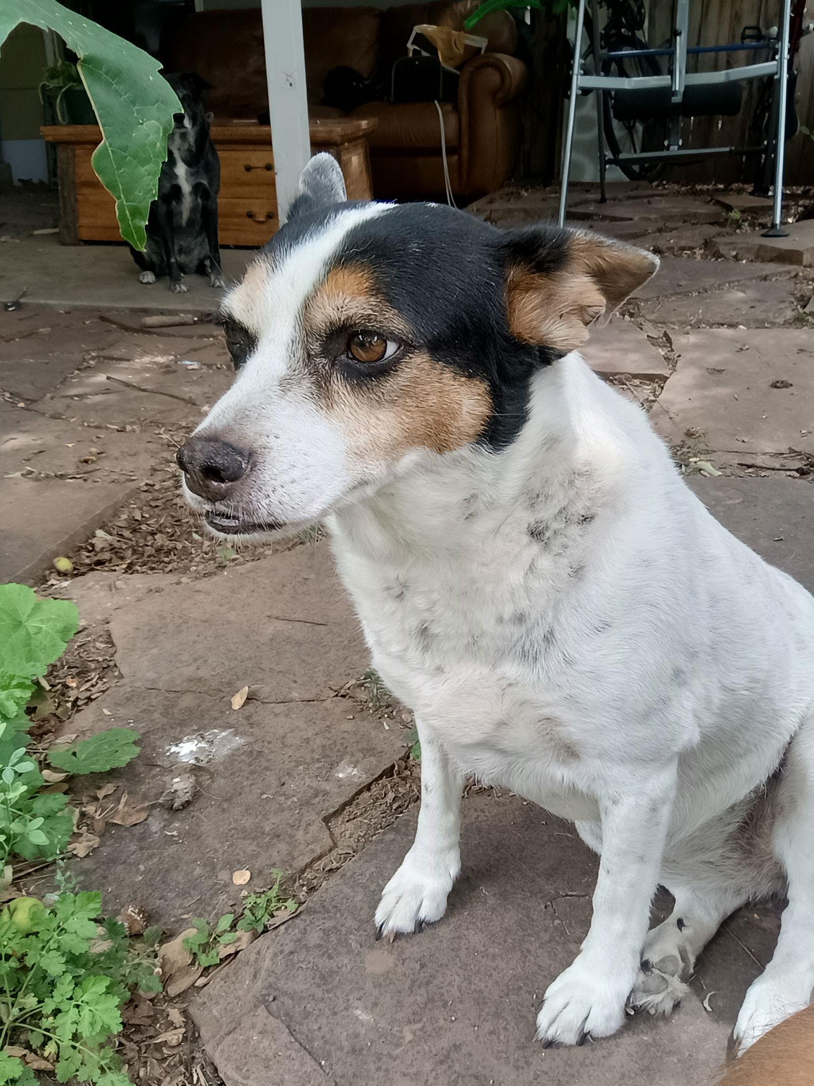Maddie, a Adopted Jack Russell Terrier in Fort Collins, CO image 2/2