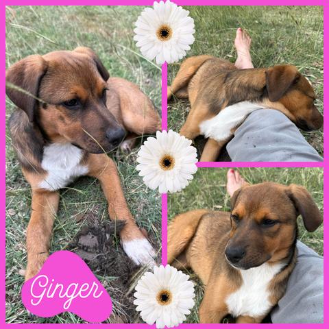 Ginger