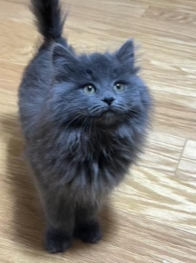 Enlarge Cinder, an adopted Domestic Long Hair in Breinigsville, PA image 1/1