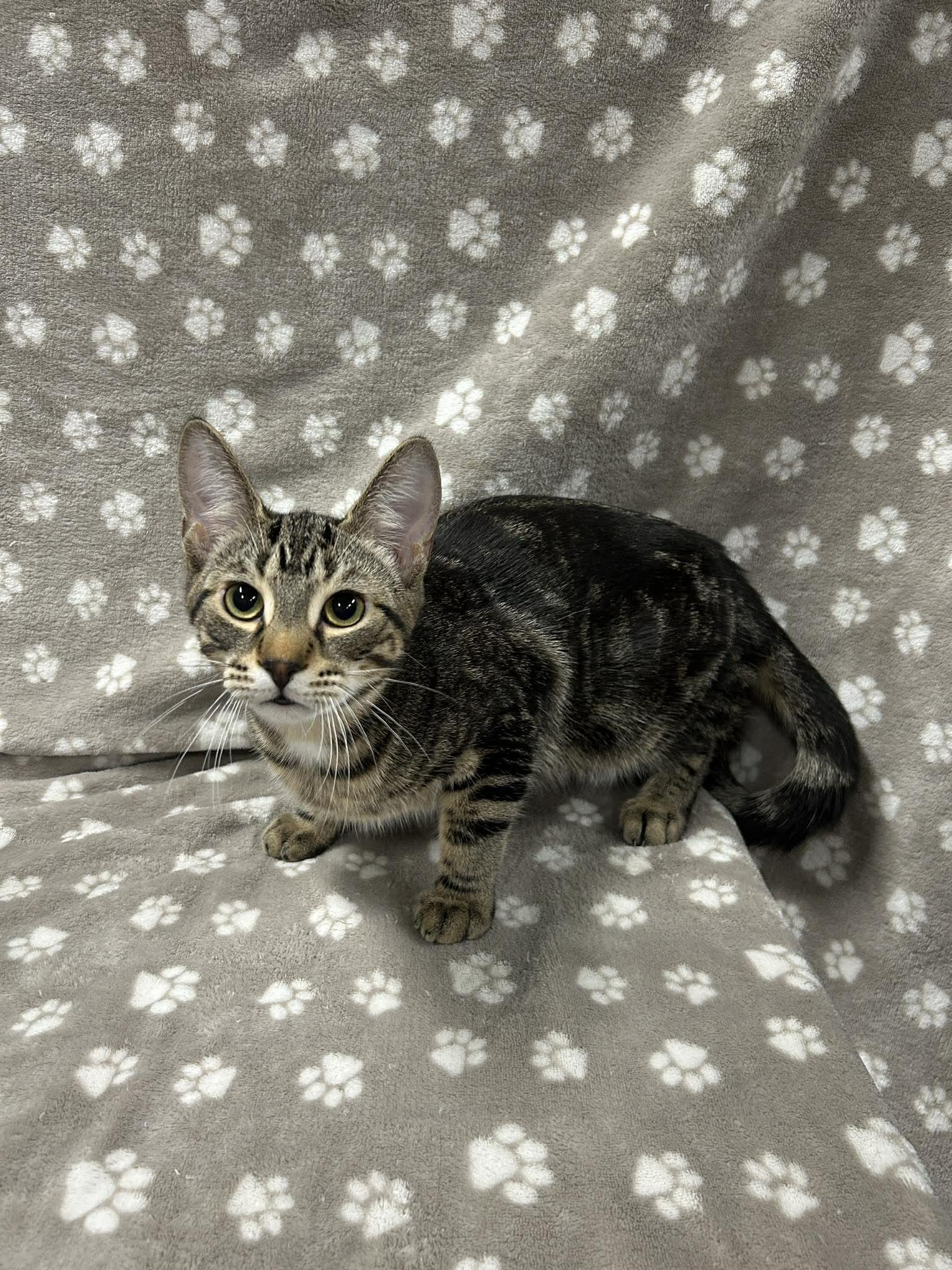 SLUSHIE, an adopted Domestic Short Hair in Tillsonburg, ON image 4/6