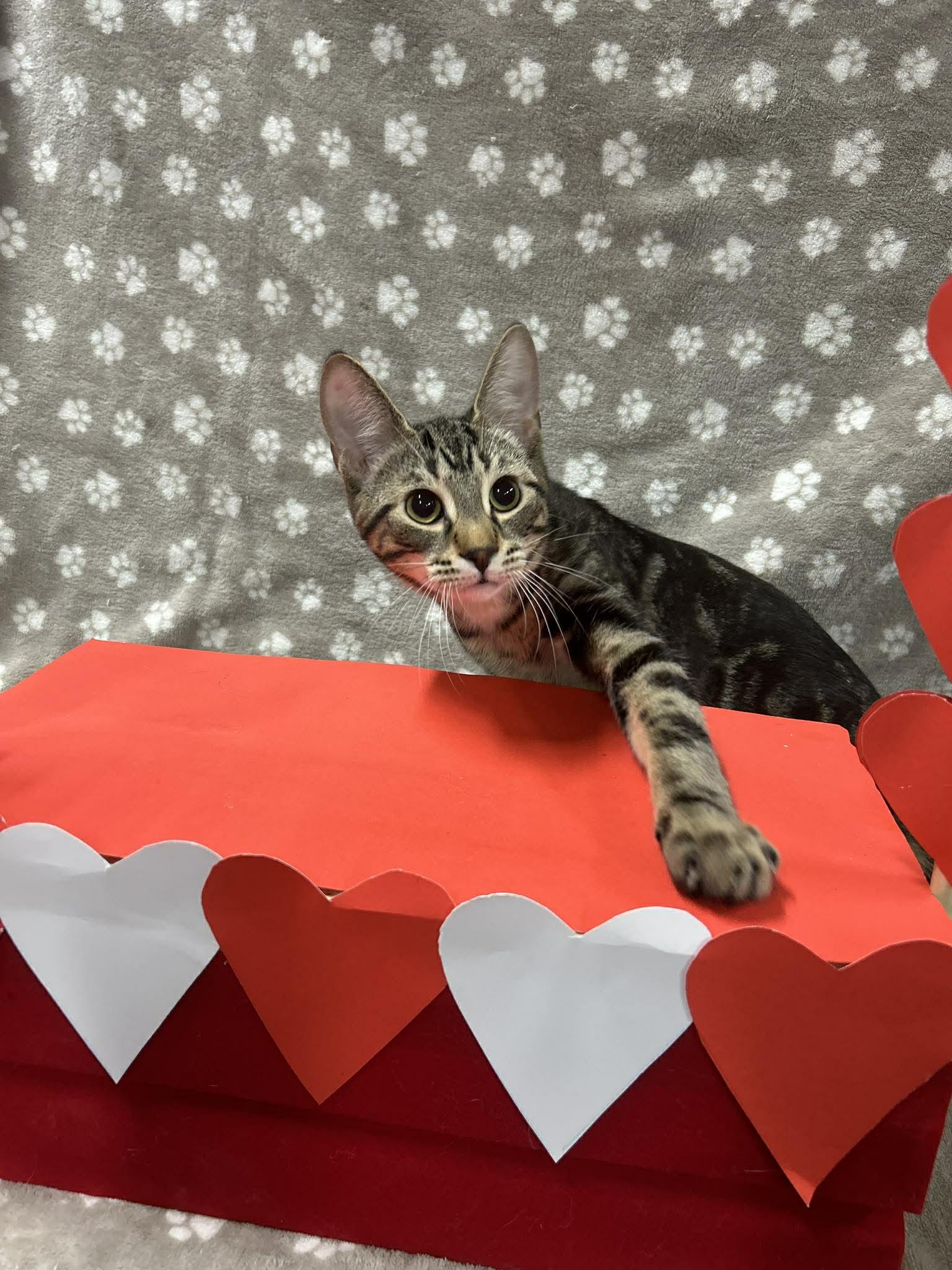 SLUSHIE, an adopted Domestic Short Hair in Tillsonburg, ON image 5/6