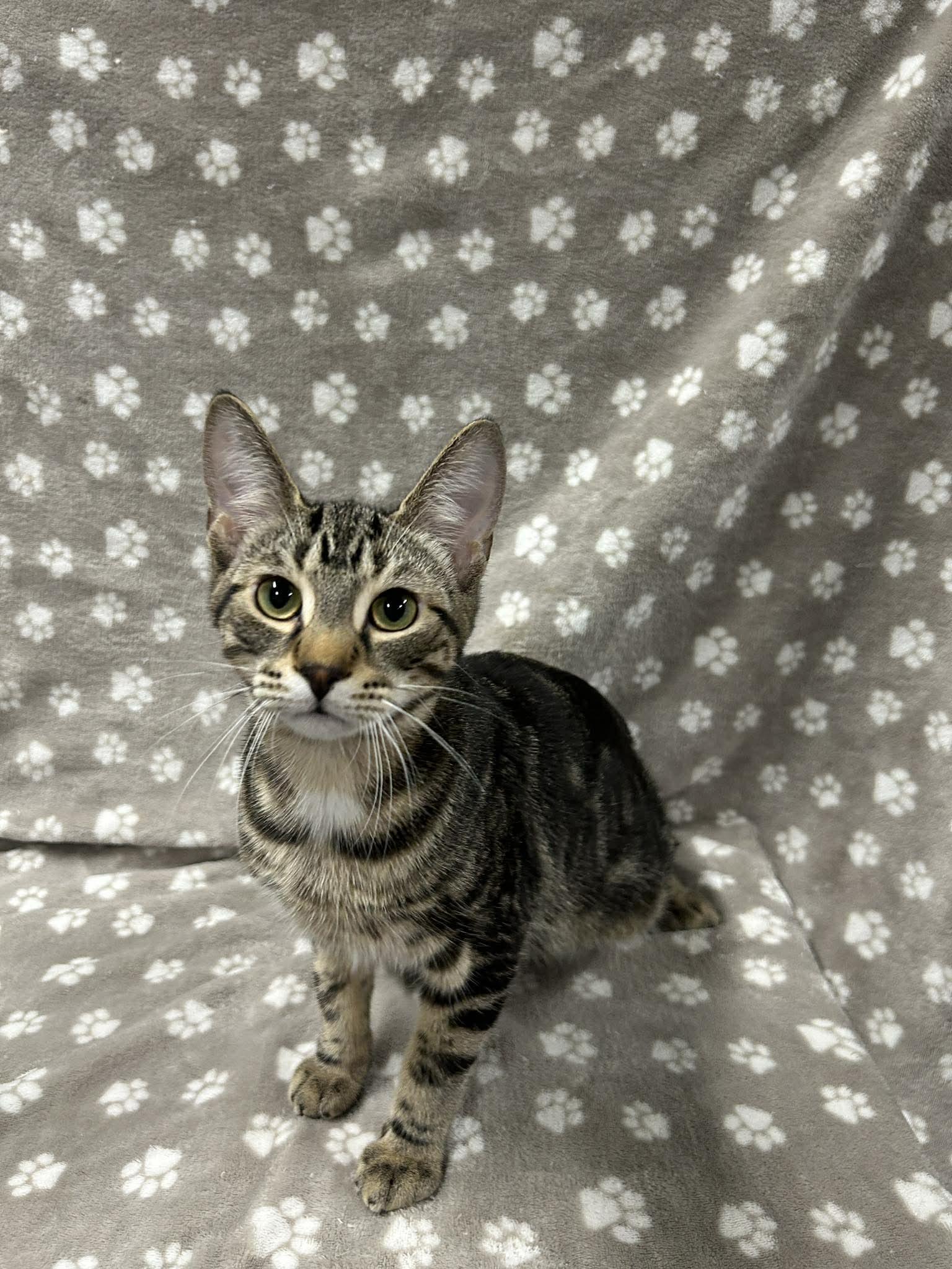 SLUSHIE, an adopted Domestic Short Hair in Tillsonburg, ON image 2/6