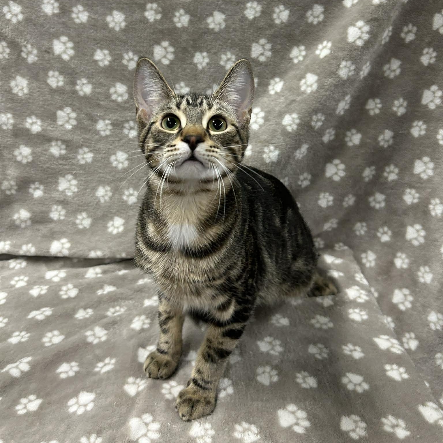 SLUSHIE, an adopted Domestic Short Hair in Tillsonburg, ON image 1/6