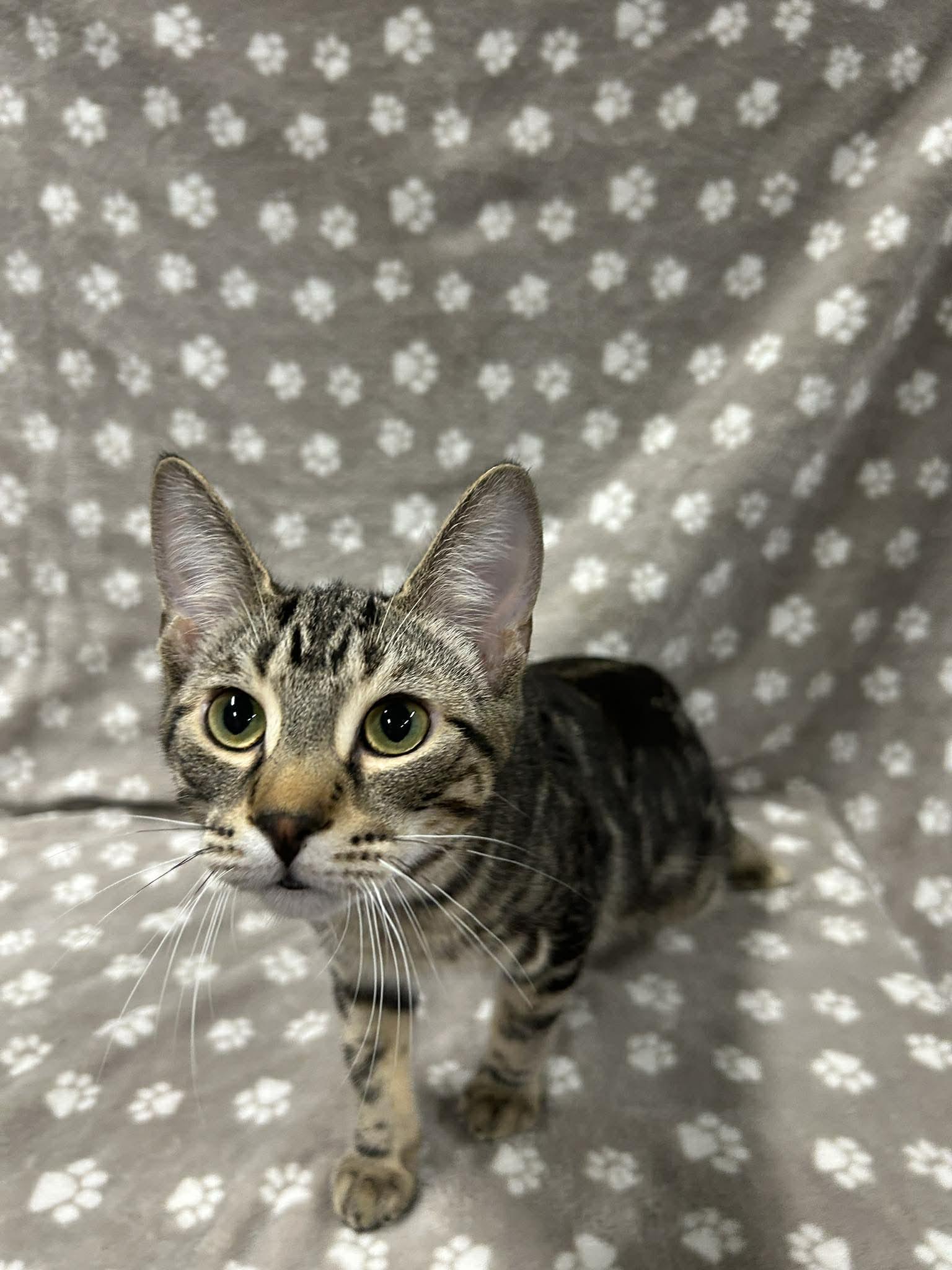 SLUSHIE, an adopted Domestic Short Hair in Tillsonburg, ON image 3/6