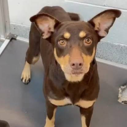 Enlarge Calypso, a Adoptable mixed breed in Brenham, TX image 1/4