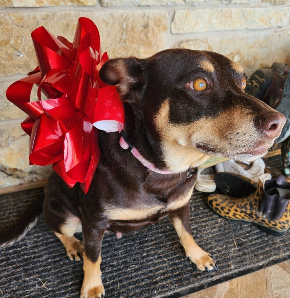 Enlarge Calypso, a Adoptable mixed breed in Brenham, TX image 2/4