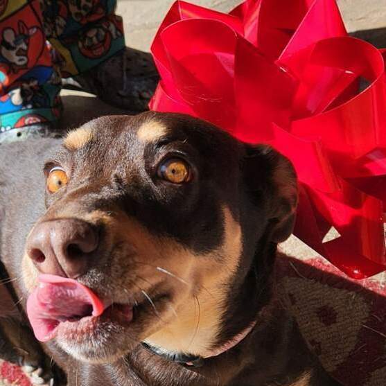 Enlarge Calypso, a Adoptable mixed breed in Brenham, TX image 3/4