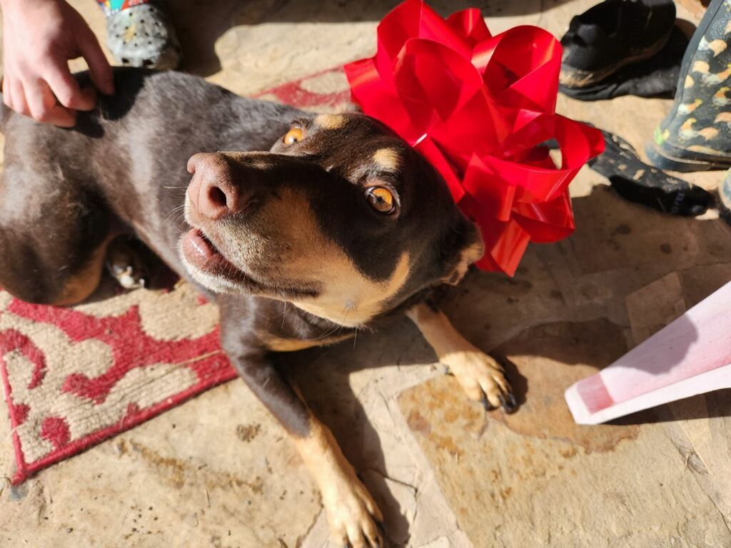 Enlarge Calypso, a Adoptable mixed breed in Brenham, TX image 4/4