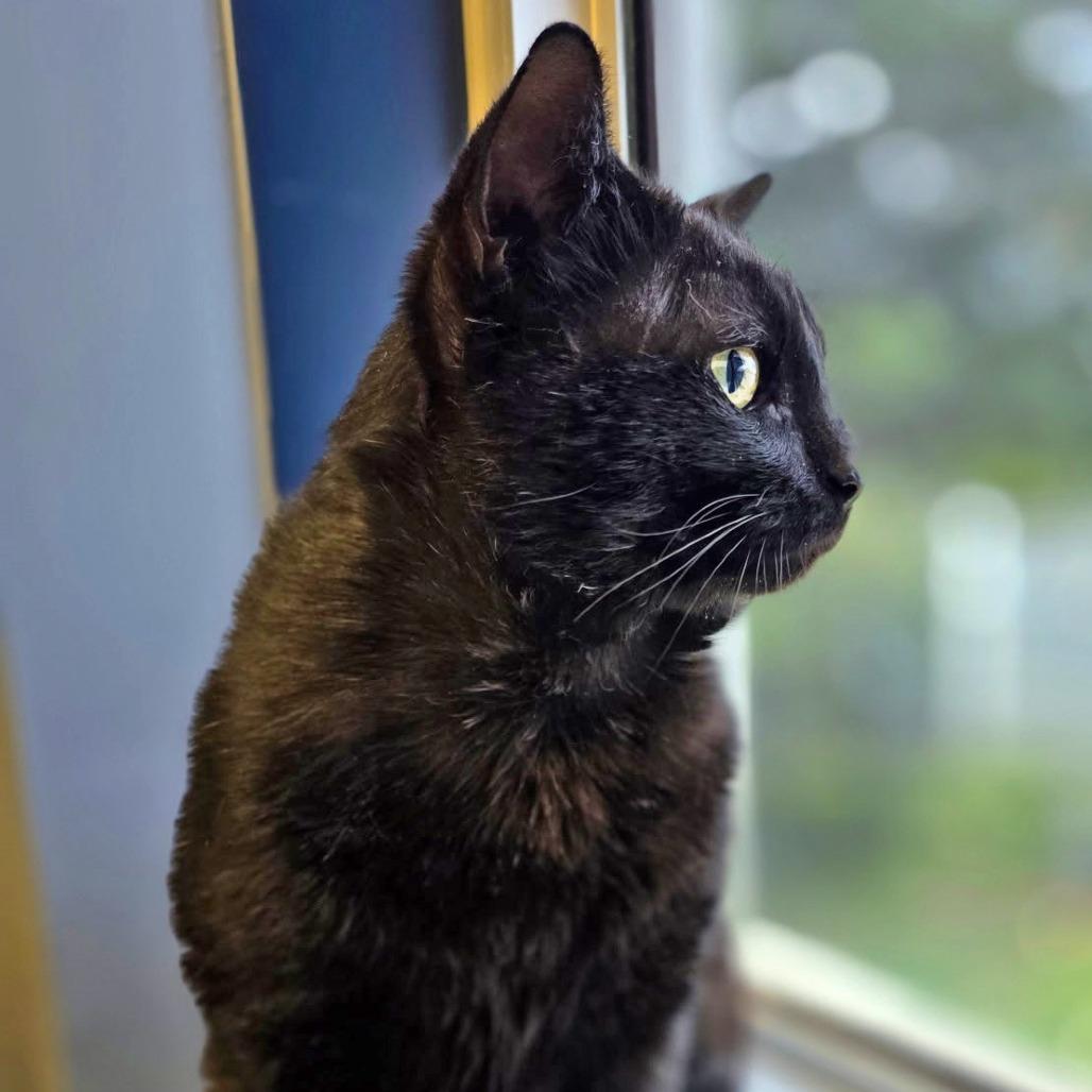 Enlarge Midas, a Adoptable Domestic Short Hair in Galveston, TX image 1/6