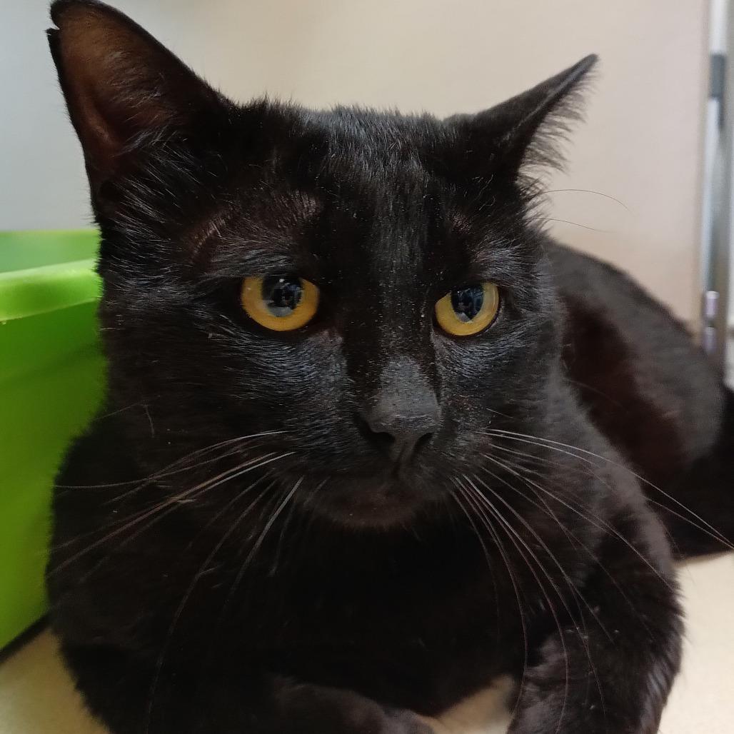 Enlarge Midas, a Adoptable Domestic Short Hair in Galveston, TX image 2/6