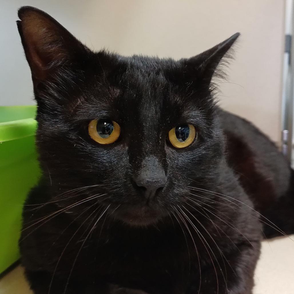 Enlarge Midas, a Adoptable Domestic Short Hair in Galveston, TX image 3/6