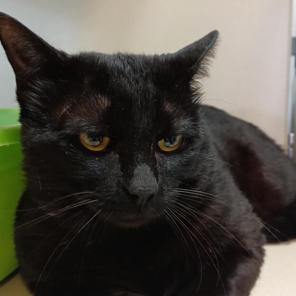 Enlarge Midas, a Adoptable Domestic Short Hair in Galveston, TX image 4/6