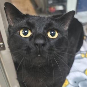 Enlarge Midas, a Adoptable Domestic Short Hair in Galveston, TX image 5/6