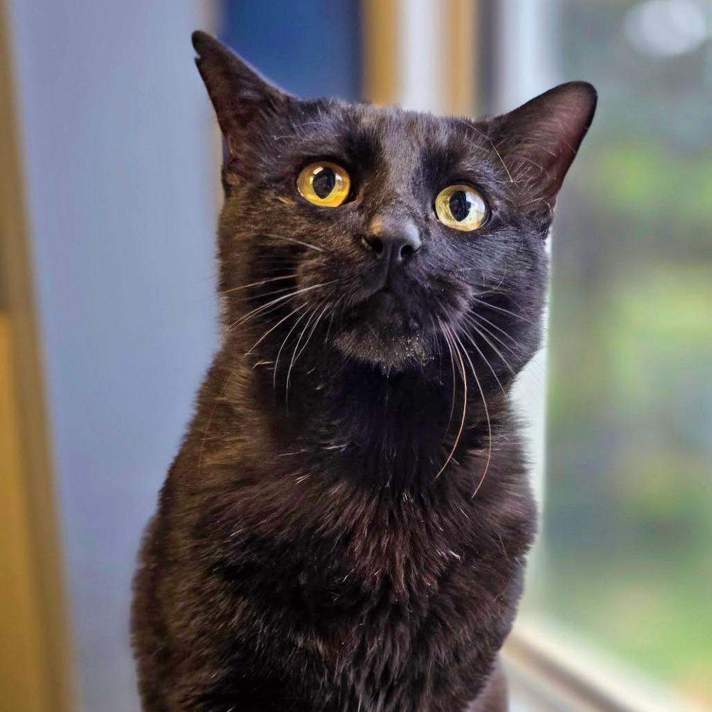 Enlarge Midas, a Adoptable Domestic Short Hair in Galveston, TX image 6/6