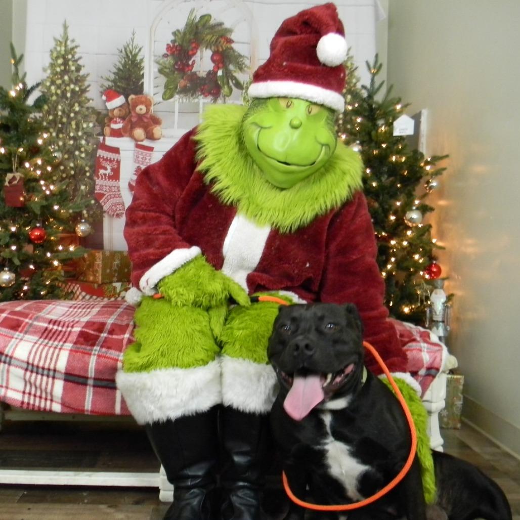 CeeCee, Adoptable, Adult Female Pit Bull Terrier.