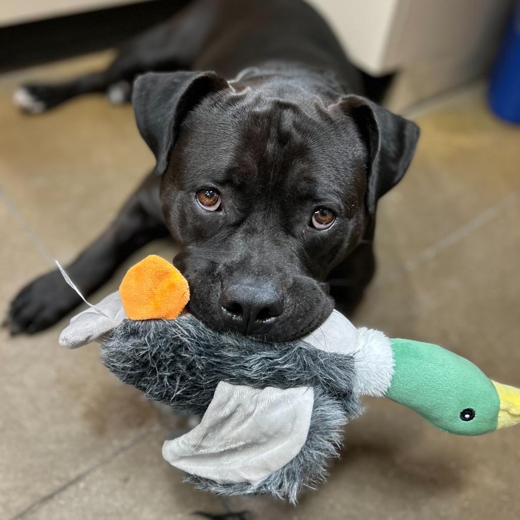 Enlarge CeeCee, a Adoptable Pit Bull Terrier in Riverside, CA image 2/6