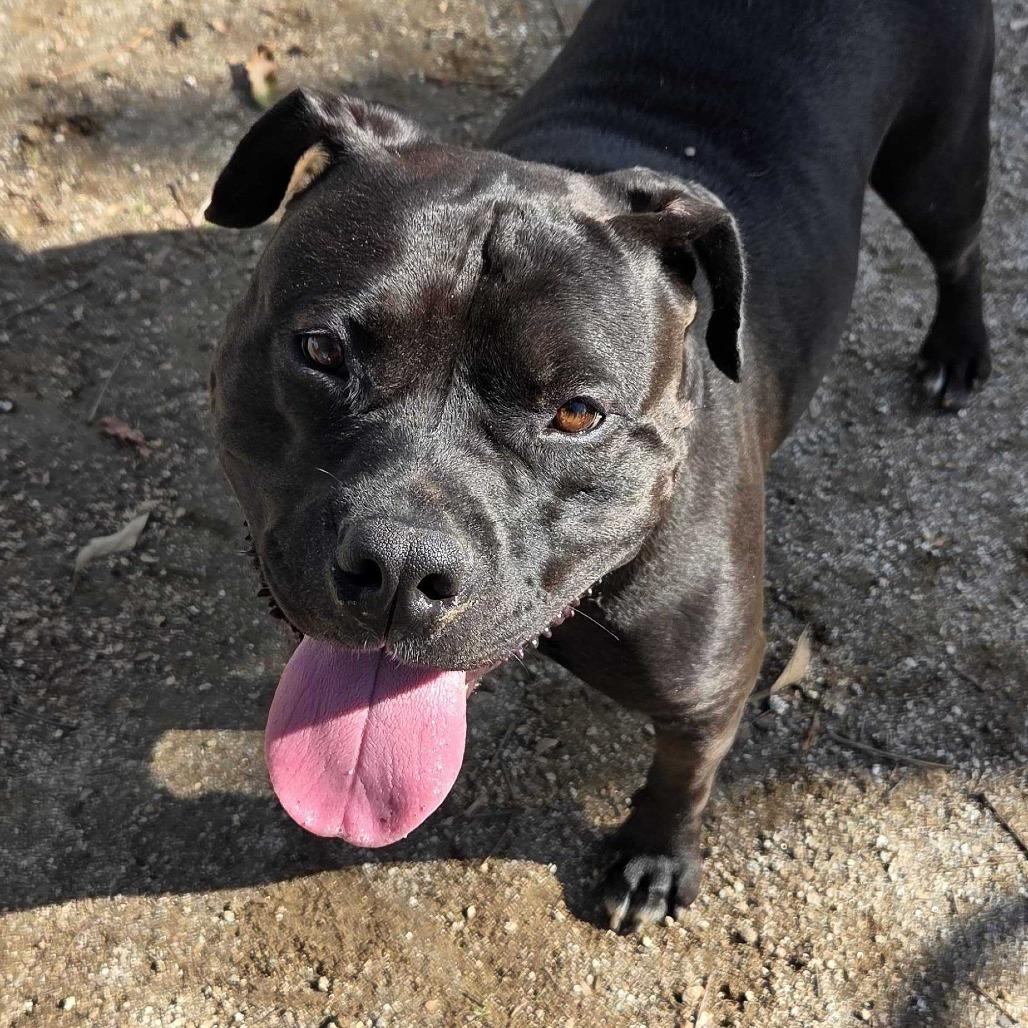 Enlarge CeeCee, a Adoptable Pit Bull Terrier in Riverside, CA image 3/6