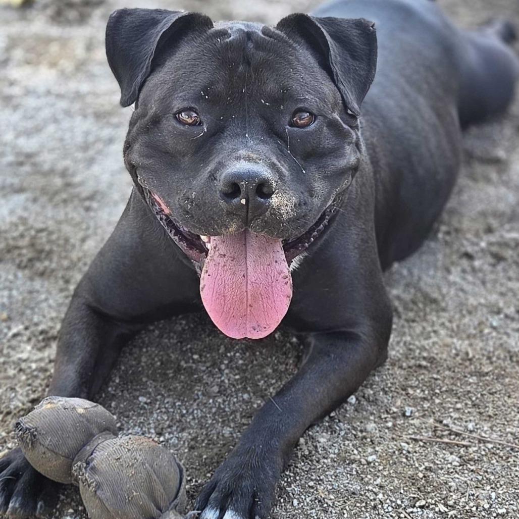 Enlarge CeeCee, a Adoptable Pit Bull Terrier in Riverside, CA image 3/6