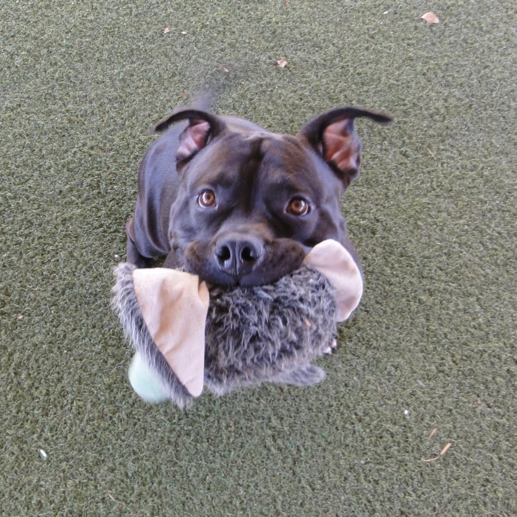 Enlarge CeeCee, a Adoptable Pit Bull Terrier in Riverside, CA image 4/6