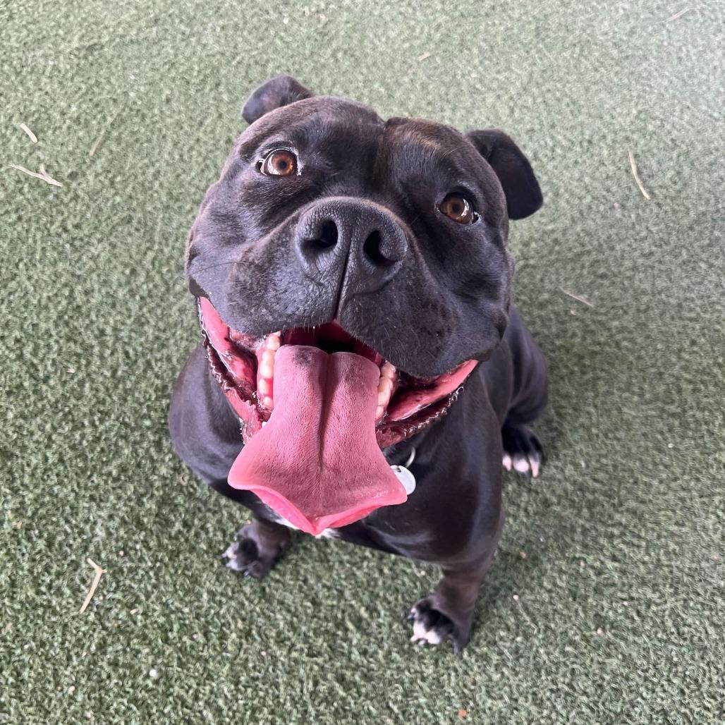 Enlarge CeeCee, a Adoptable mixed breed in Riverside, CA image 5/6