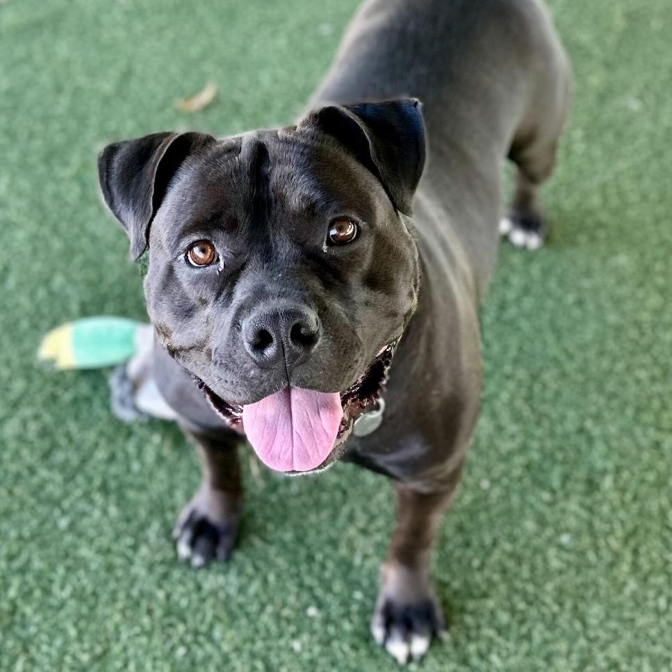 Enlarge CeeCee, a Adoptable Pit Bull Terrier in Riverside, CA image 5/6