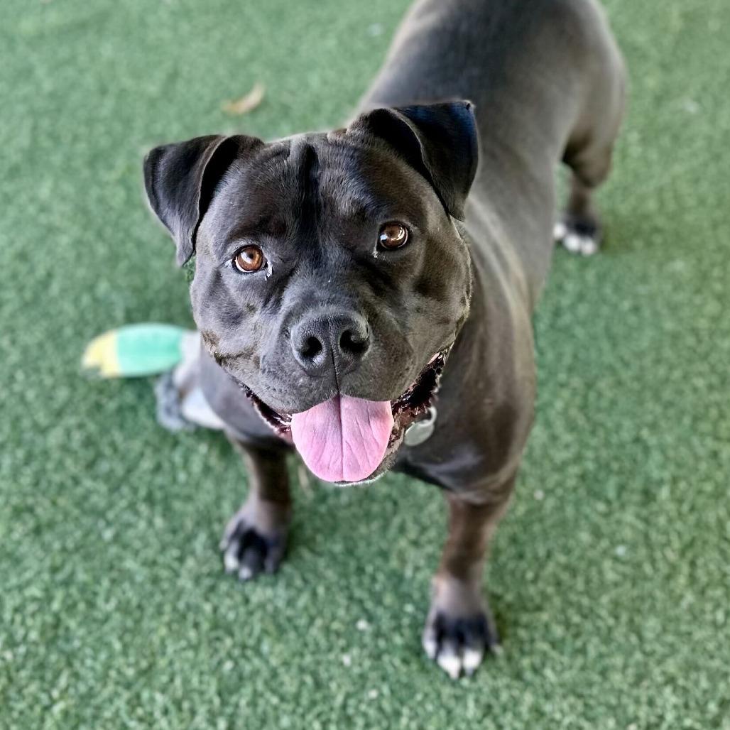 Enlarge CeeCee, a Adoptable Pit Bull Terrier in Riverside, CA image 5/6