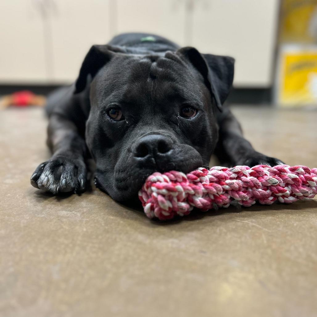 Enlarge CeeCee, a Adoptable Pit Bull Terrier in Riverside, CA image 6/6