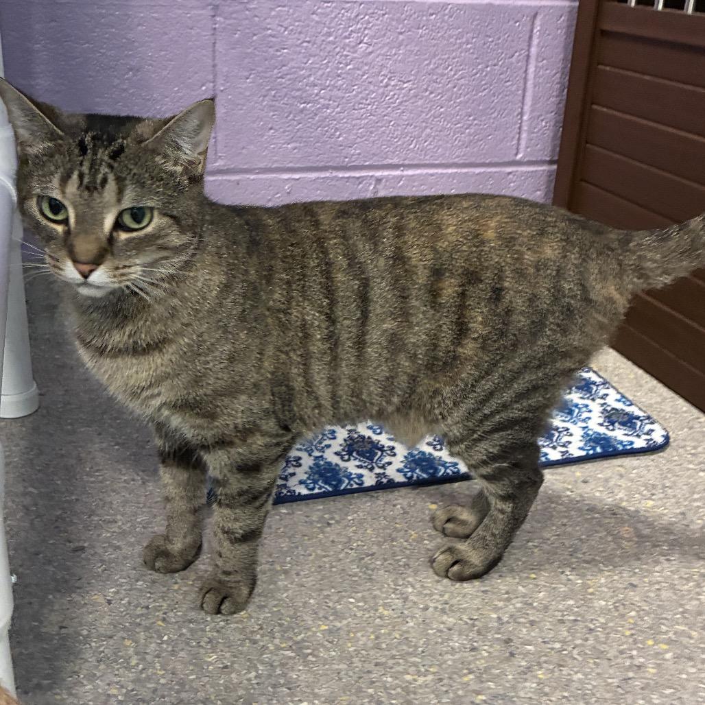 Venus, Adoptable, Adult Female Domestic Short Hair.