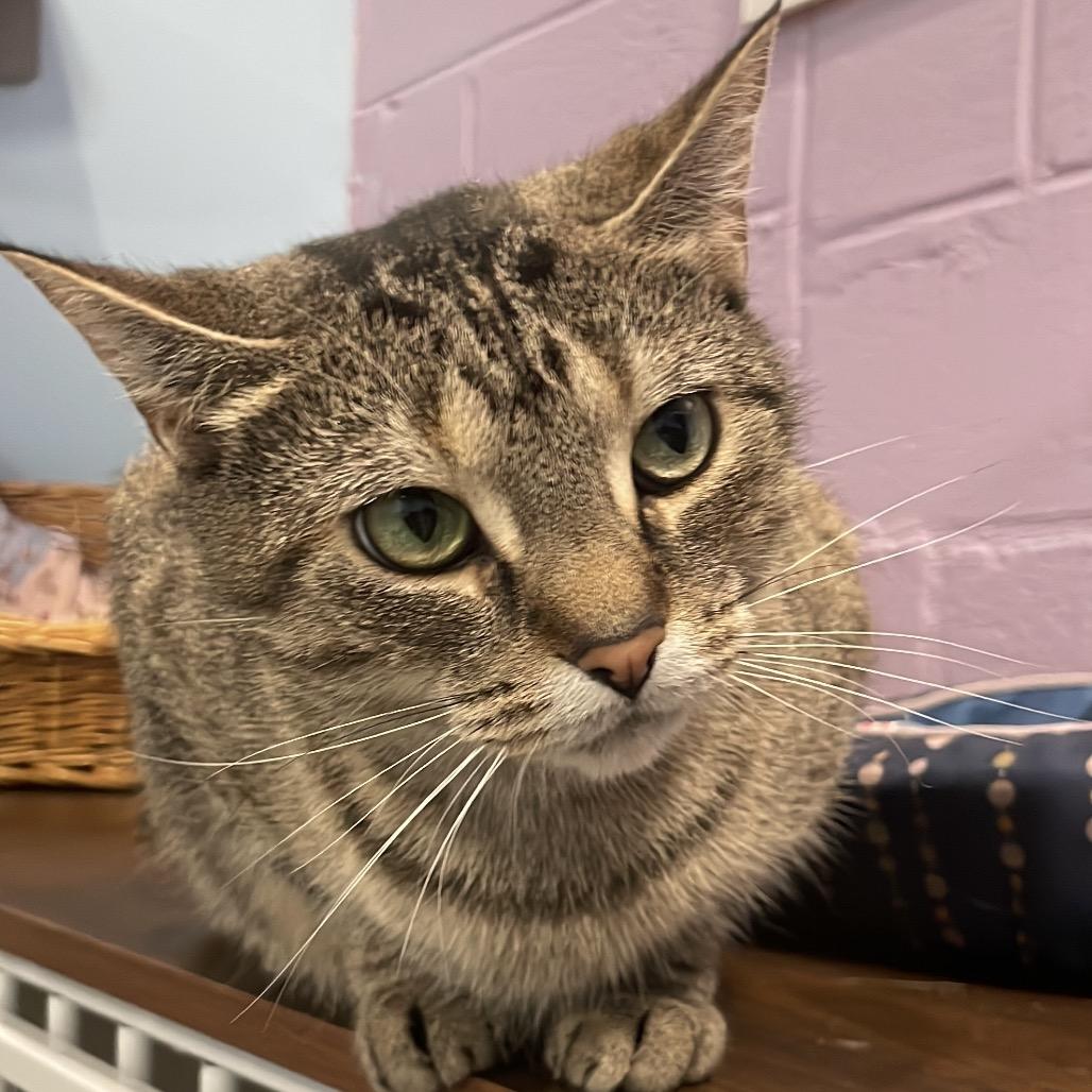 Enlarge Venus, a Adoptable Domestic Short Hair in South Haven, MI image 2/6