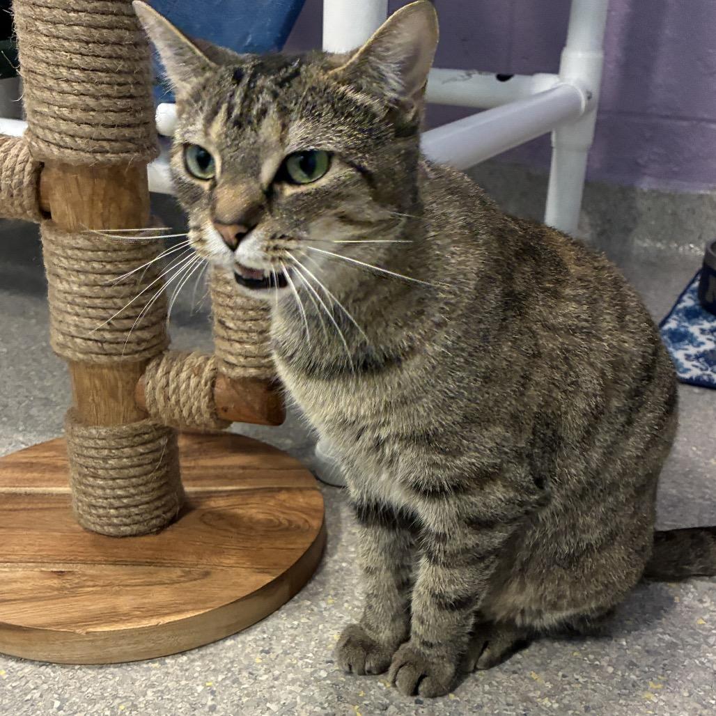 Enlarge Venus, a Adoptable Domestic Short Hair in South Haven, MI image 3/6