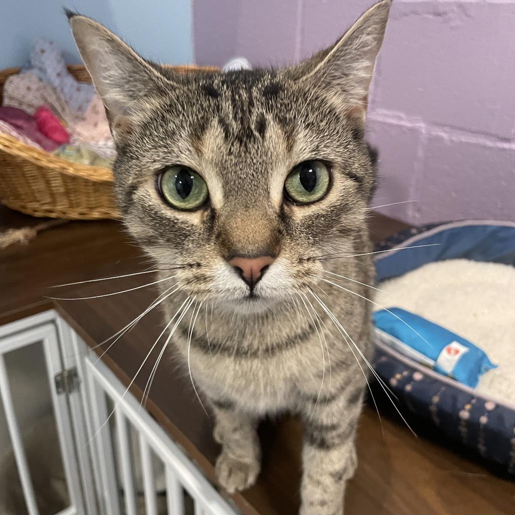 Enlarge Venus, a Adoptable Domestic Short Hair in South Haven, MI image 4/6