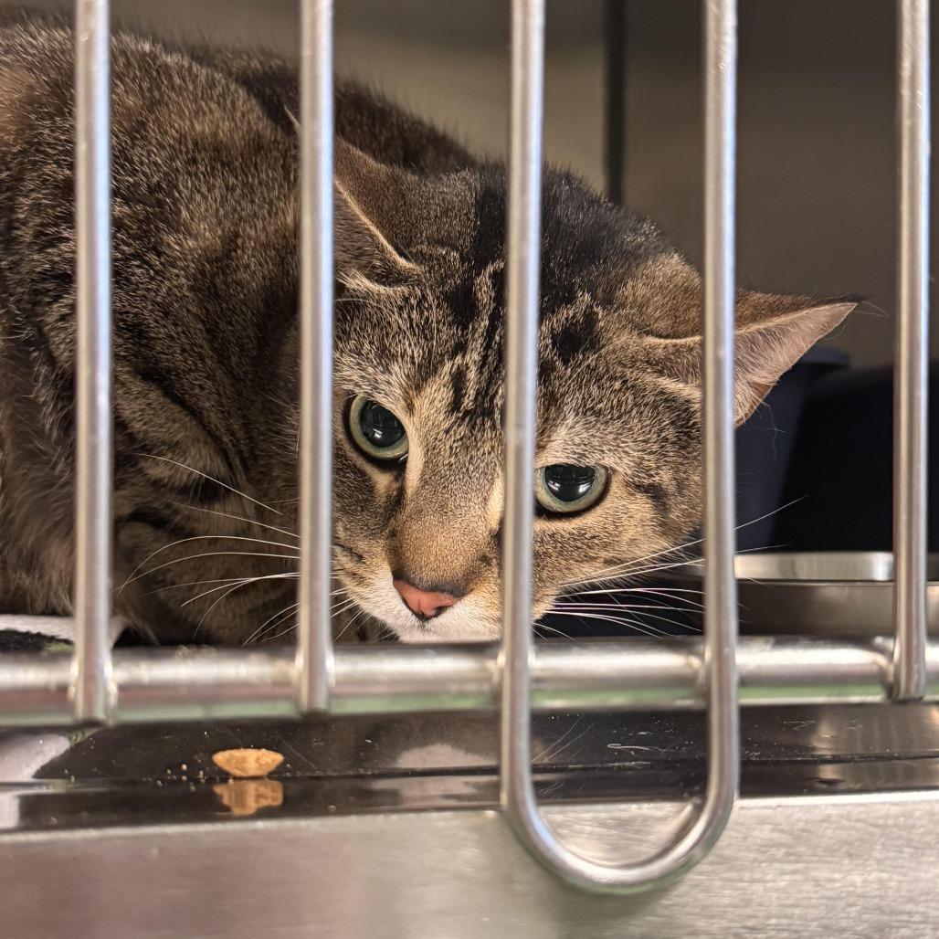 Venus, Adoptable, Adult Female Domestic Short Hair.