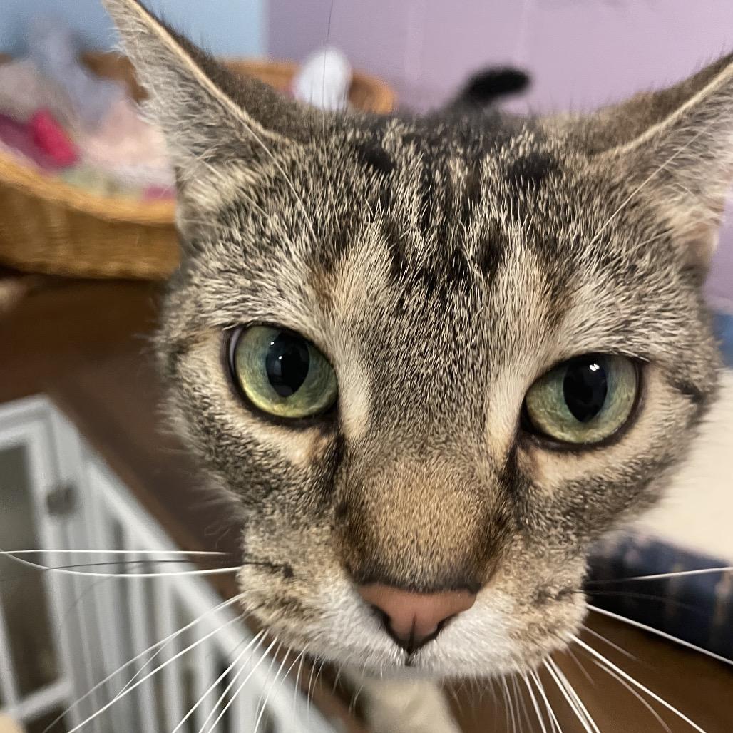 Enlarge Venus, a Adoptable Domestic Short Hair in South Haven, MI image 6/6