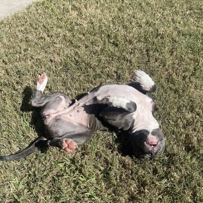 Trixie, Adoptable, Adult Female Pit Bull Terrier & Mixed Breed.