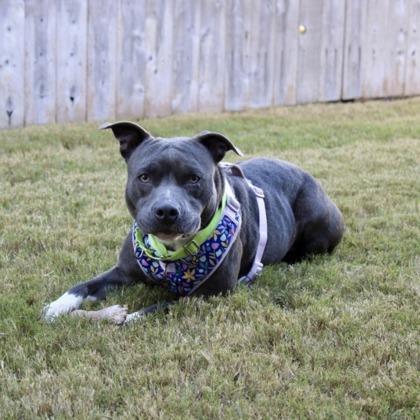 Enlarge Trixie, a Adoptable mixed breed in Bryan, TX image 2/3