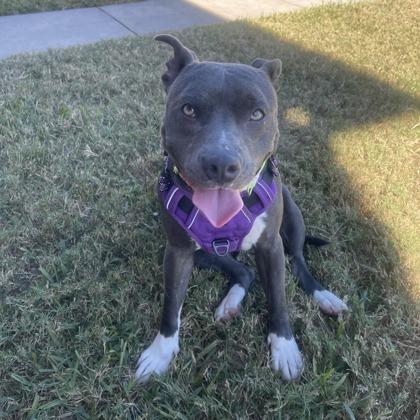 Enlarge Trixie, a Adoptable mixed breed in Bryan, TX image 3/3