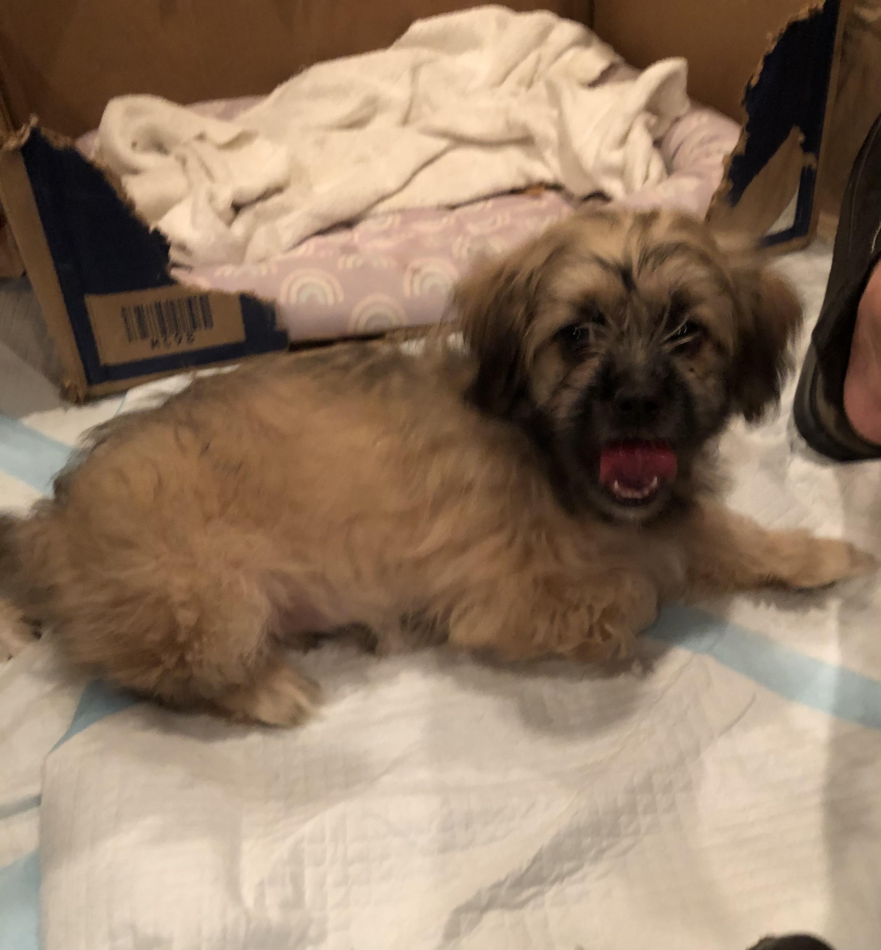 Enlarge Eggspresso, an adopted mixed breed in Fresno, CA image 1/4