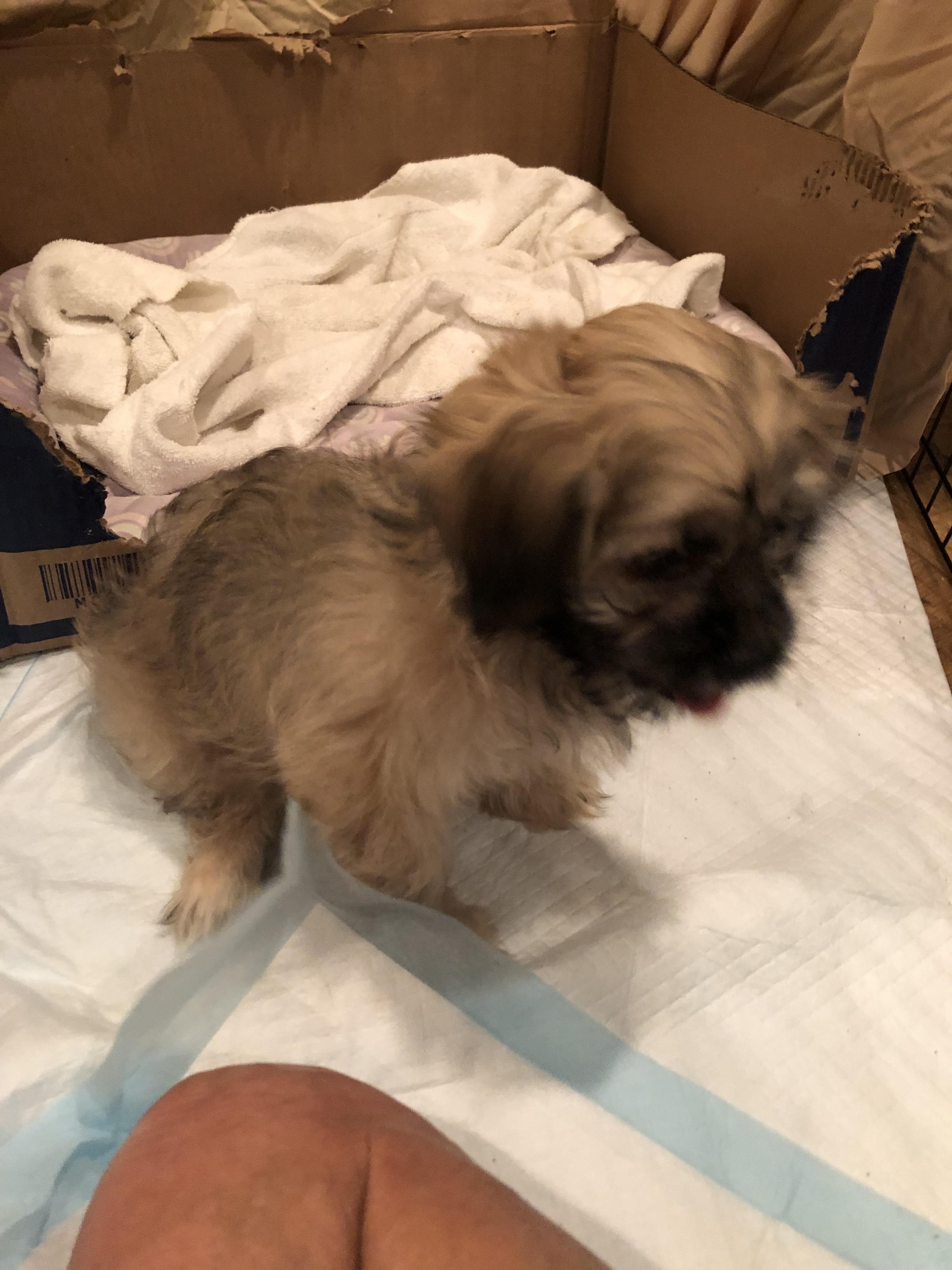 Enlarge Eggspresso, an adopted mixed breed in Fresno, CA image 3/4